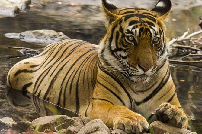 Private 4-Day Wildlife & Taj Mahal Tour from Jaipur to Delhi - Why this Jaipur-to-Delhi route feels efficient