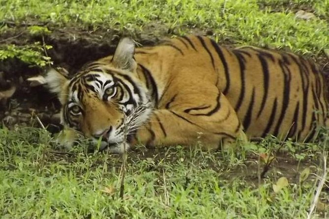 Private 4-Day Wildlife & Taj Mahal Tour from Jaipur to Delhi - Hotel reality check (because it’s the only iffy part)
