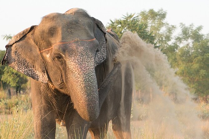 Private Elephant Sanctuary - Feeding and bathing: what the hands-on time looks like