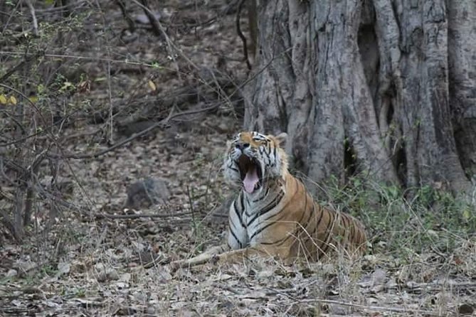 Private Full Day Trip to Ranthambore - Jaipur To Ranthambore: A Long Drive, With Less Hassle