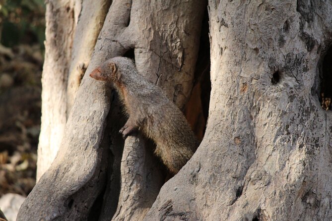 Private Full Day Trip to Ranthambore - Timing Inside The Park: Know The Safari Windows
