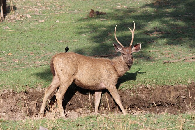 Private Full Day Trip to Ranthambore - Price And Value: What You’re Really Buying