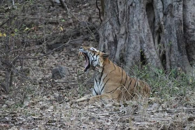 Private Full Day Trip to Ranthambore - Getting Through Check-In: ID Papers And Assigned Gypsy