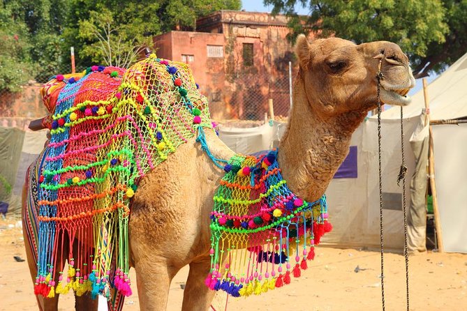 Private Same Day Trip to Pushkar from Jaipur - Quick hits: what makes this Jaipur to Pushkar trip click