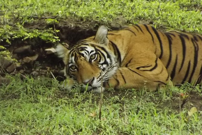 Ranthambore Tiger Safari Day trip from Jaipur - All Inclusive - The Human Factor: Your Driver and the On-Trip Guide