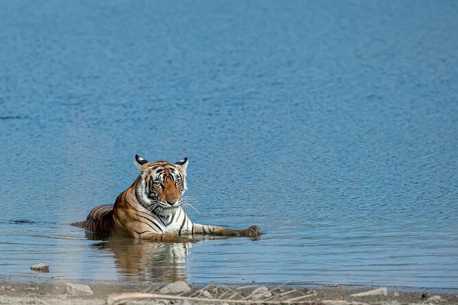 Ranthambore Tiger Safari from Jaipur – 1 or 2 Days - Key points to know before you go