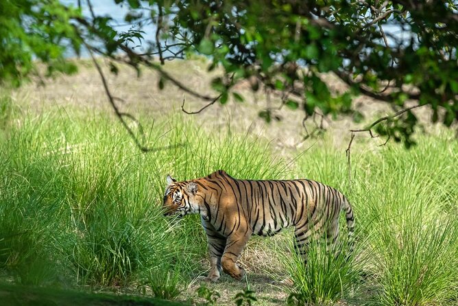 Ranthambore Tiger Safari from Jaipur – 1 or 2 Days - IDs, Passport Details, and the Random-Zone Rule That Changes Everything