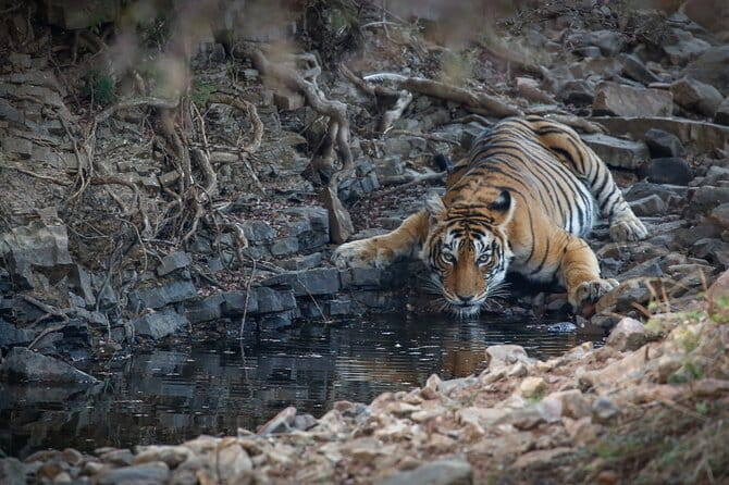 Ranthambore Tiger Safari Private Same Day Trip from Jaipur - Jaipur to Ranthambore: the long, scenic day plan that actually works