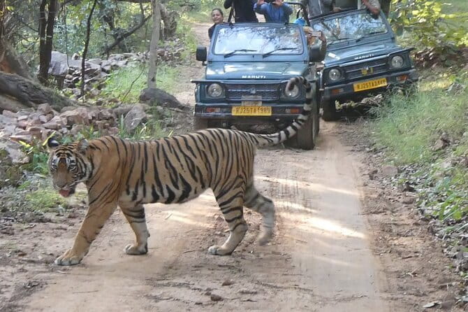 Ranthambore Tiger Safari Private Same Day Trip from Jaipur - The afternoon tiger safari: what the 3.5 hours feel like