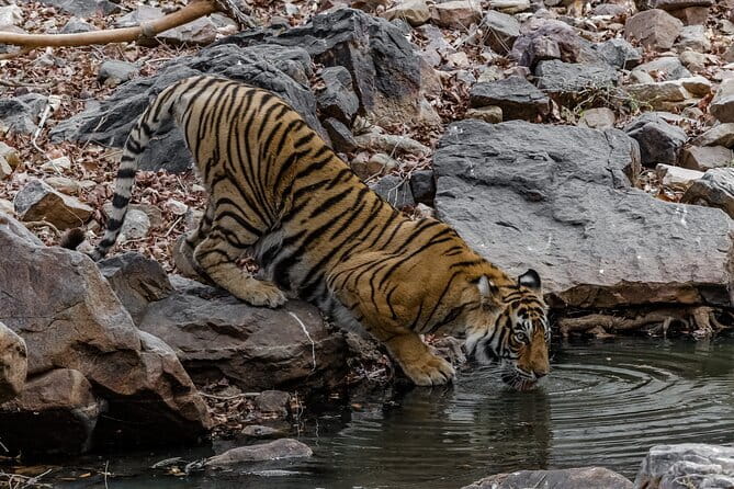 Ranthambore Tiger Safari Private Same Day Trip from Jaipur - Dream Day Tours: why the service feels “built for one day”