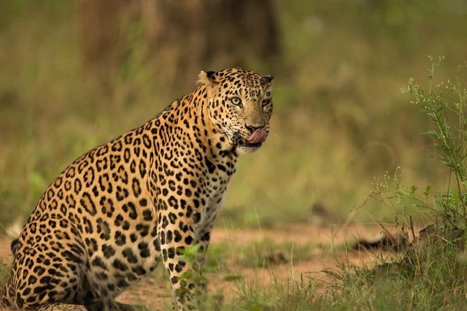 Safari In Jhalana Leopard Conservation Reserve, Jaipur - Key things I’d keep on your radar