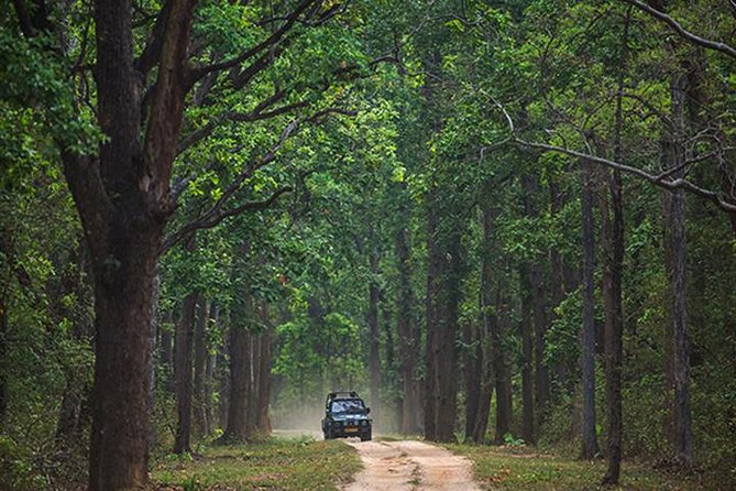 Safari In Jhalana Leopard Conservation Reserve, Jaipur - Jhalana in Jaipur: what makes this reserve worth your time