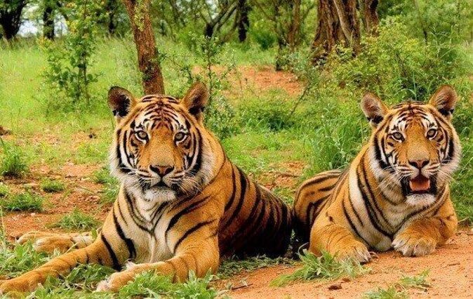Sariska Tiger Reserve Safari tour from Jaipur - Key things that make this safari work