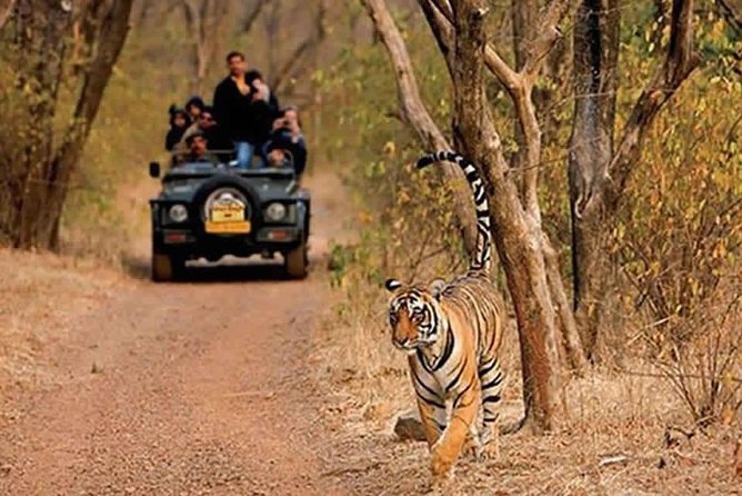 Sariska Tiger Reserve Safari tour from Jaipur - Pickup from Jaipur and the timing that decides your day