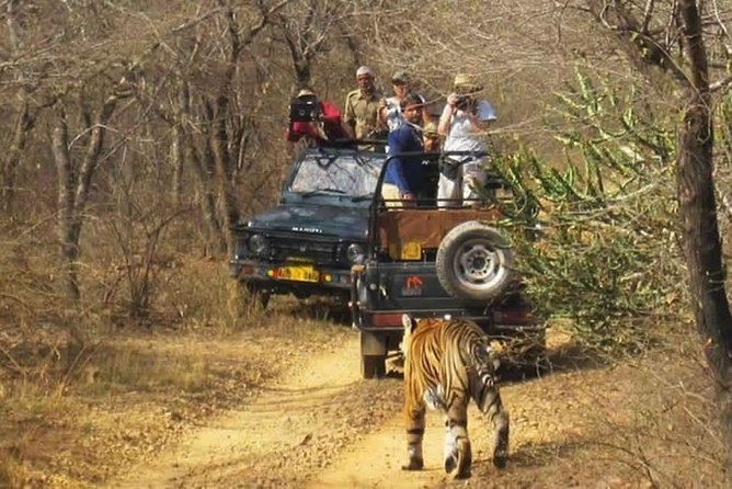 Sariska Tiger Reserve Safari tour from Jaipur - Jeep vs canter: how the ride changes when availability shifts
