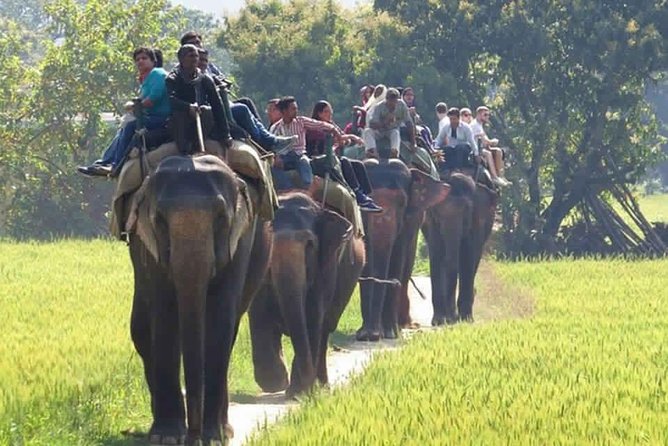 Sariska Tiger Reserve Safari tour from Jaipur - What to bring (and what not to count on)