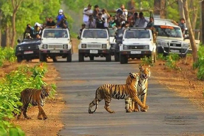 Sariska Tiger Reserve Safari tour from Jaipur - Price and what you really get for about $51