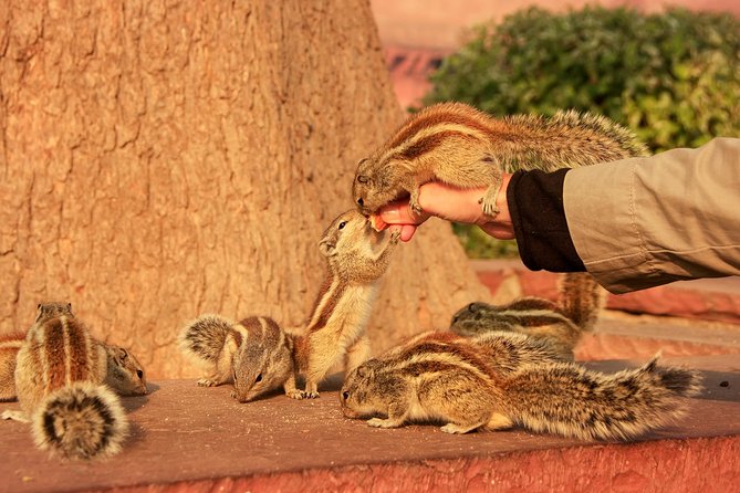 Sunrise Taj Mahal, Agra Fort & Baby Taj Tour from Jaipur by Car - Agra break time: local food ideas, but plan around meals not included
